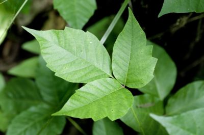 Poison Ivy Control - Poison Ivy Removal Camden, New Jersey
