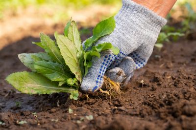 Weed Pulling - Weed Control Pittsburgh, Pennsylvania