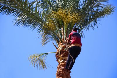 Palm Tree Trimming - Trimming Montague, New Jersey