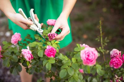 Plant Pruning - Pruning Crowley, Texas