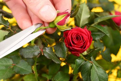 Roses Pruning - Pruning Kirbyville, Texas