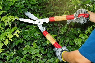 Shrub Pruning - Pruning Crowley, Texas