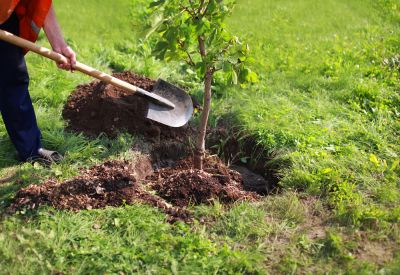 Tree Planting - Planting Crook County, Oregon